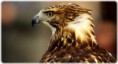 /album/fotogaleria/a6-jpg1/
